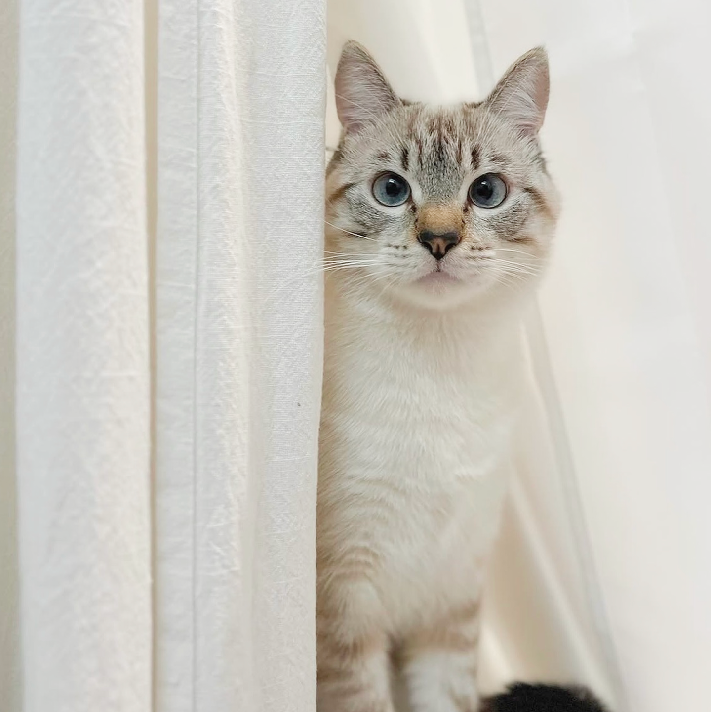 Turnip, the bakery mascot cat